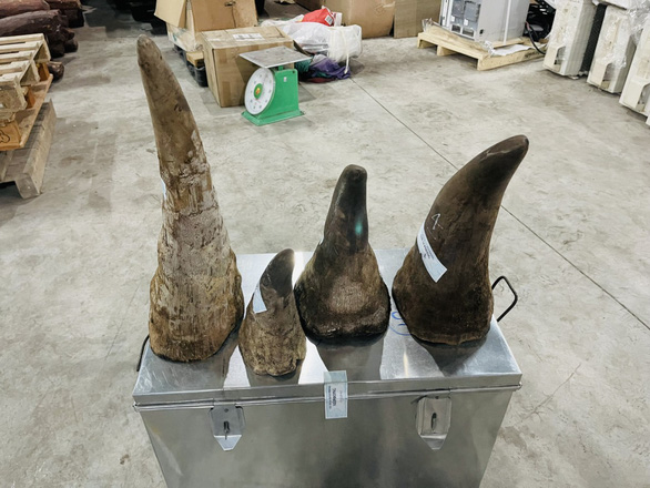 Vietnam customs seize almost 20kg of rhino horns from Philippines