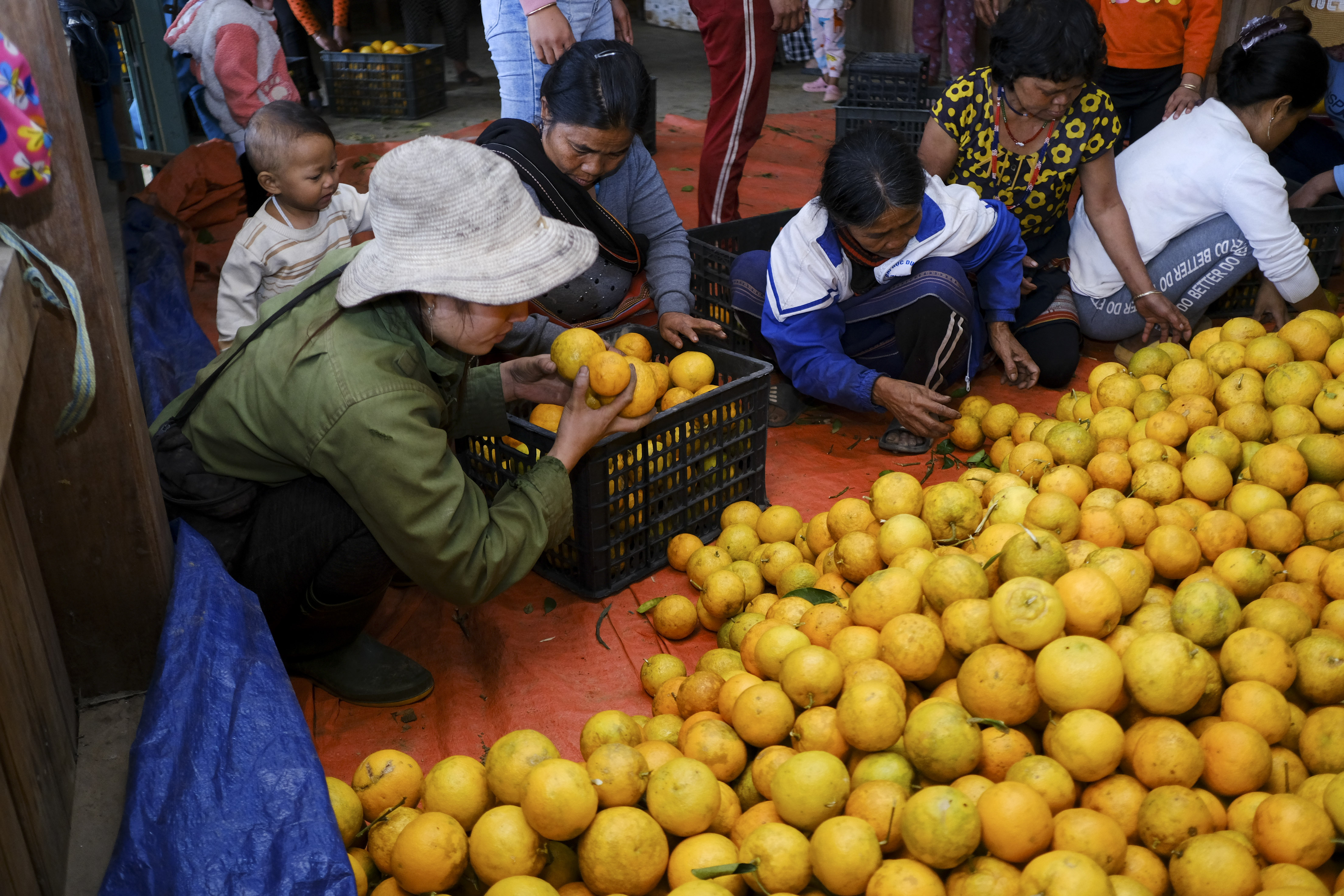 Residents put mountain oranges into baskets before the fruits are transported to other localities for sale. Photo: Tuoi Tre