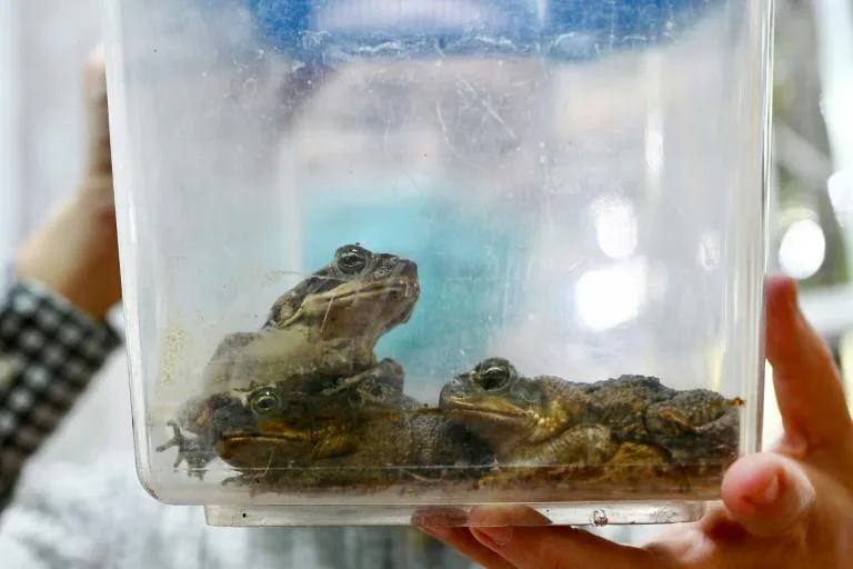 Cane toads are indigenous to South and Central America and while they have wrought a famously destructive path through places like Australia and the Philippines they had not been recorded in Taiwan. Photo: AFP