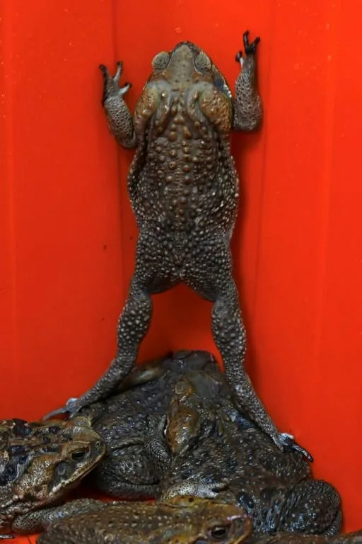 Toads are also used in Chinese medicine and their totems are common in feng shui to ward off bad luck. Photo: AFP