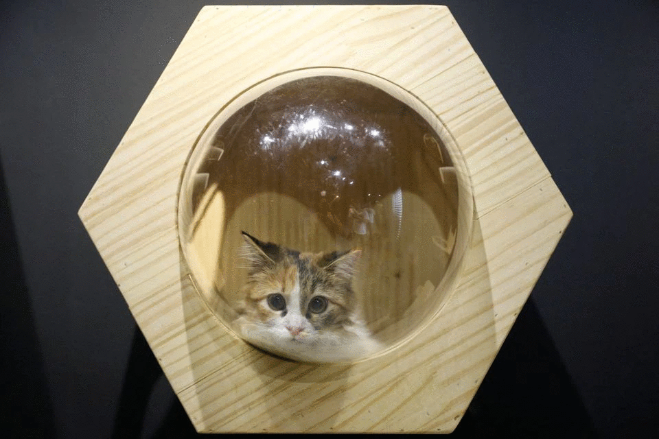 A cat named Kaala looks out of a cat house in owners Ruvyn and Phoebe Tng's cat cafe-inspired four-room public housing apartment in Singapore August 30, 2021. Picture taken August 30, 2021. Photo: Reuters