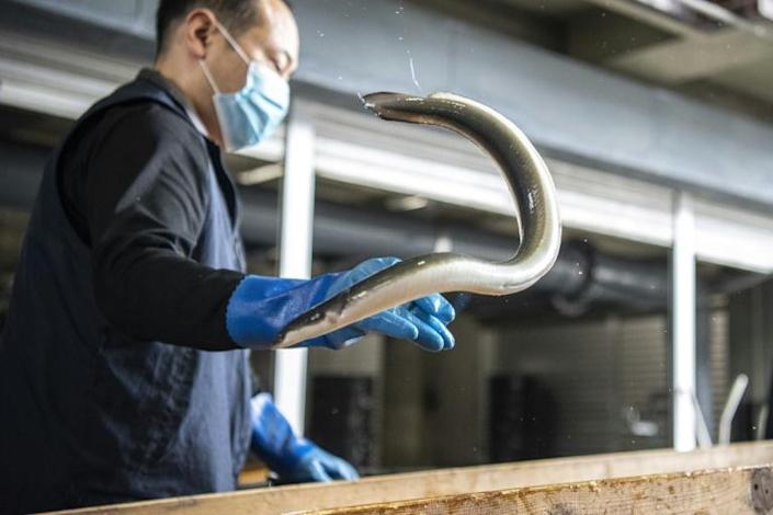 Adored and endangered: the complex world of the Japanese eel