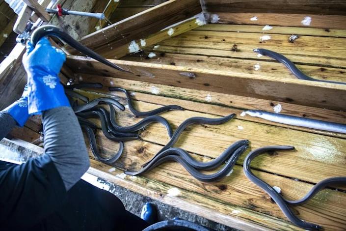 In this photo taken on April 16, 2021, workers handle eels at a sorting facility in Hamamatsu, Shizuoka prefecture. Photo: AFP