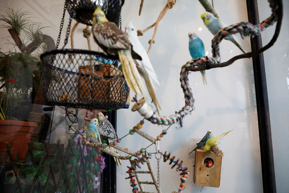Parrots live in their enclosure in chef Louis Loo's 46 year-old five-room public housing flat, in Singapore April 21, 2021. Picture taken April 21, 2021. Photo: Reuters