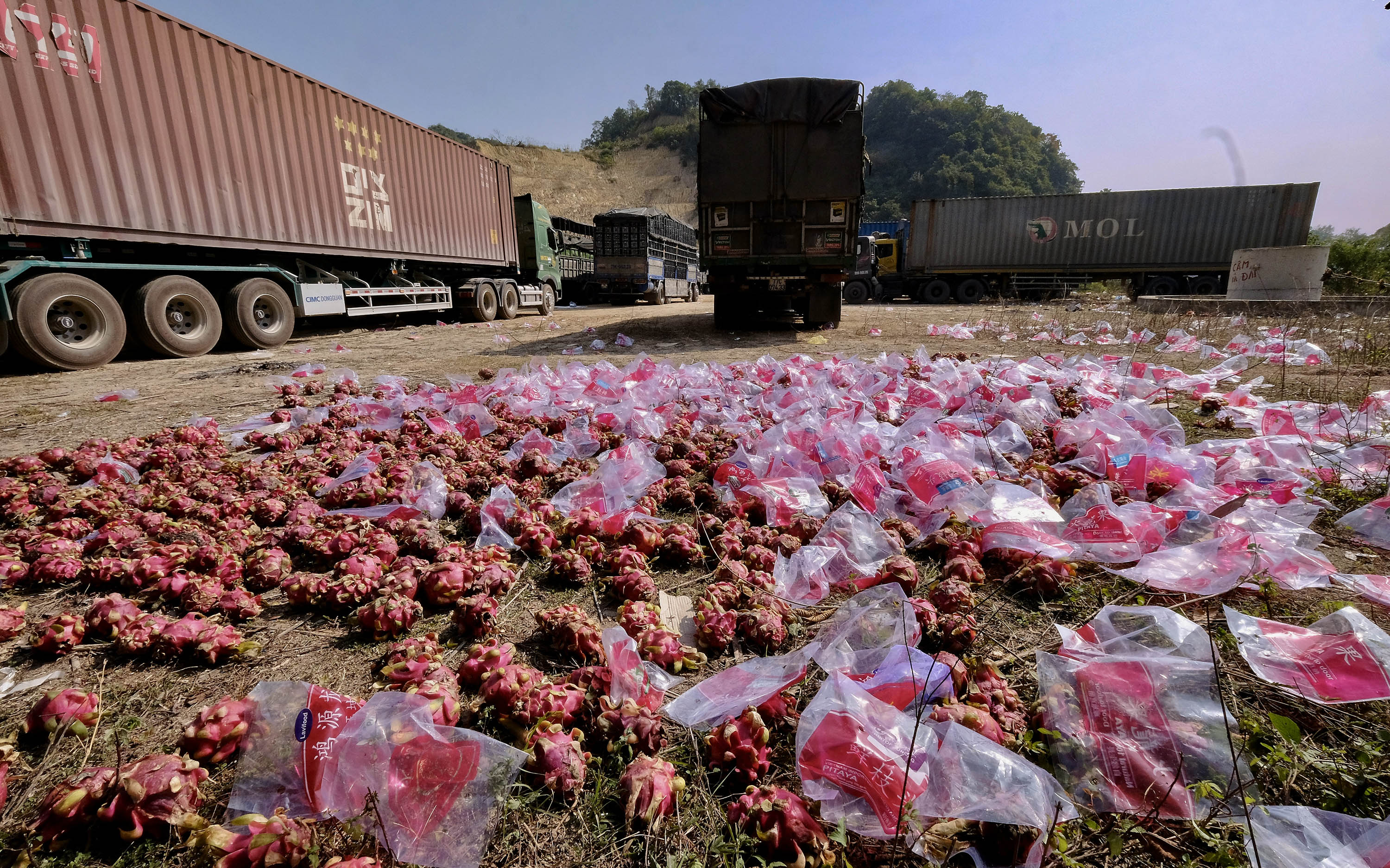 Truck drivers spread dragon fruits on the ground to prevent them from perishing at Tan Thanh Border Gate in Lang Son Province, December 18, 2021. Photo: Nam Tran / Tuoi Tre
