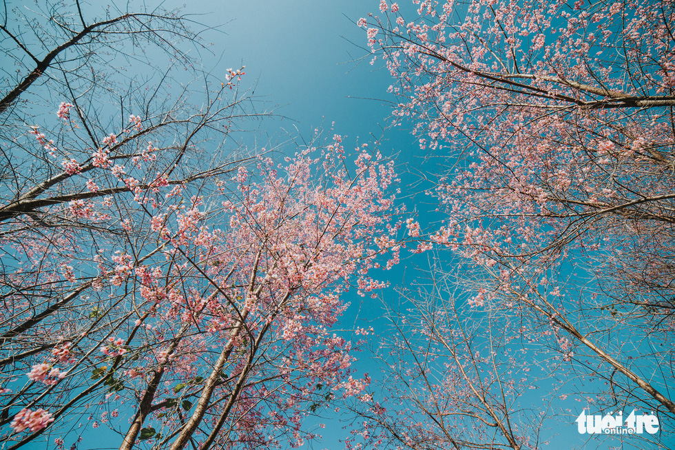 ‘Cherry-like apricot’ blossoms begin to tint Da Lat pink as New Year nears