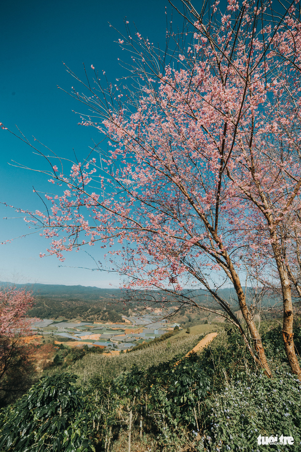 A photo captures a mai anh dao tree in full bloom at the Lang Biang mountainous area in Da Lat, Vietnam. Photo: Tuoi Tre