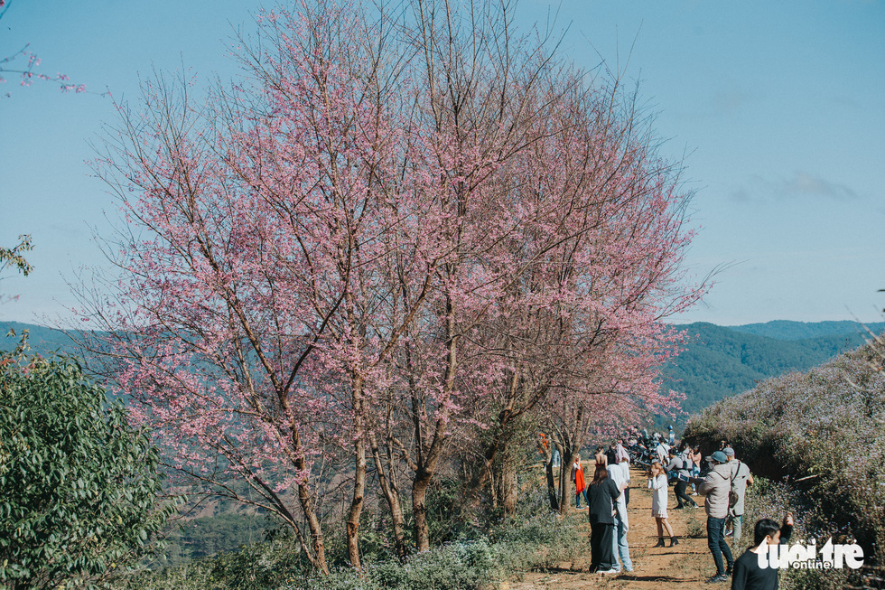 Mai anh dao flowers are blooming along a road to Lang Biang Mountain in Da Lat, Vietnam. Photo: Tuoi Tre
