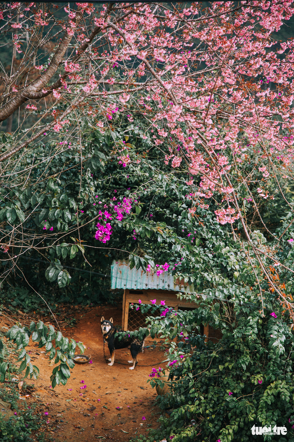 Mai anh dao flowers blossom in the outlying area around Da Lat, Vietnam. Photo: Tuoi Tre