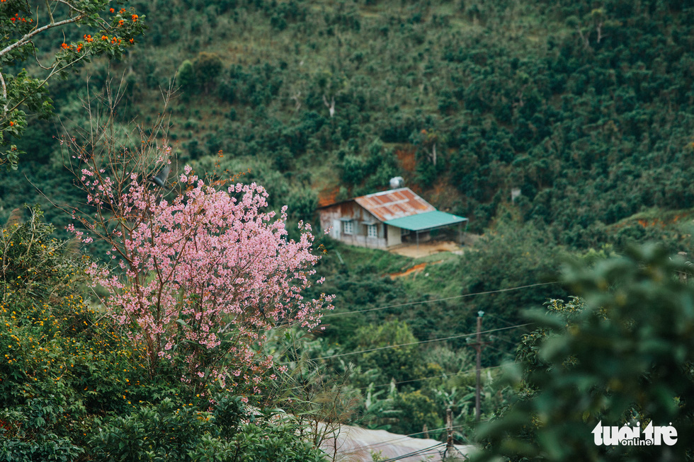 A photo captures a mai anh dao tree in the outlying area of Da Lat, Vietnam. Photo: Tuoi Tre