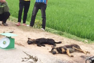 Hanoi man, neighbor arrested for beating dog thief to death