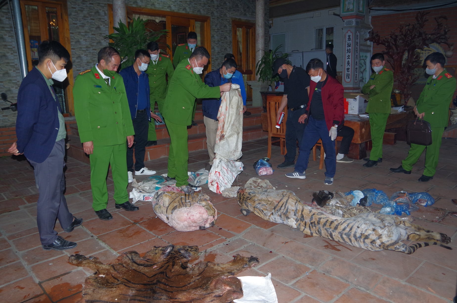 Commune chairman arrested for slaughtering tigers for bone paste in northern Vietnam