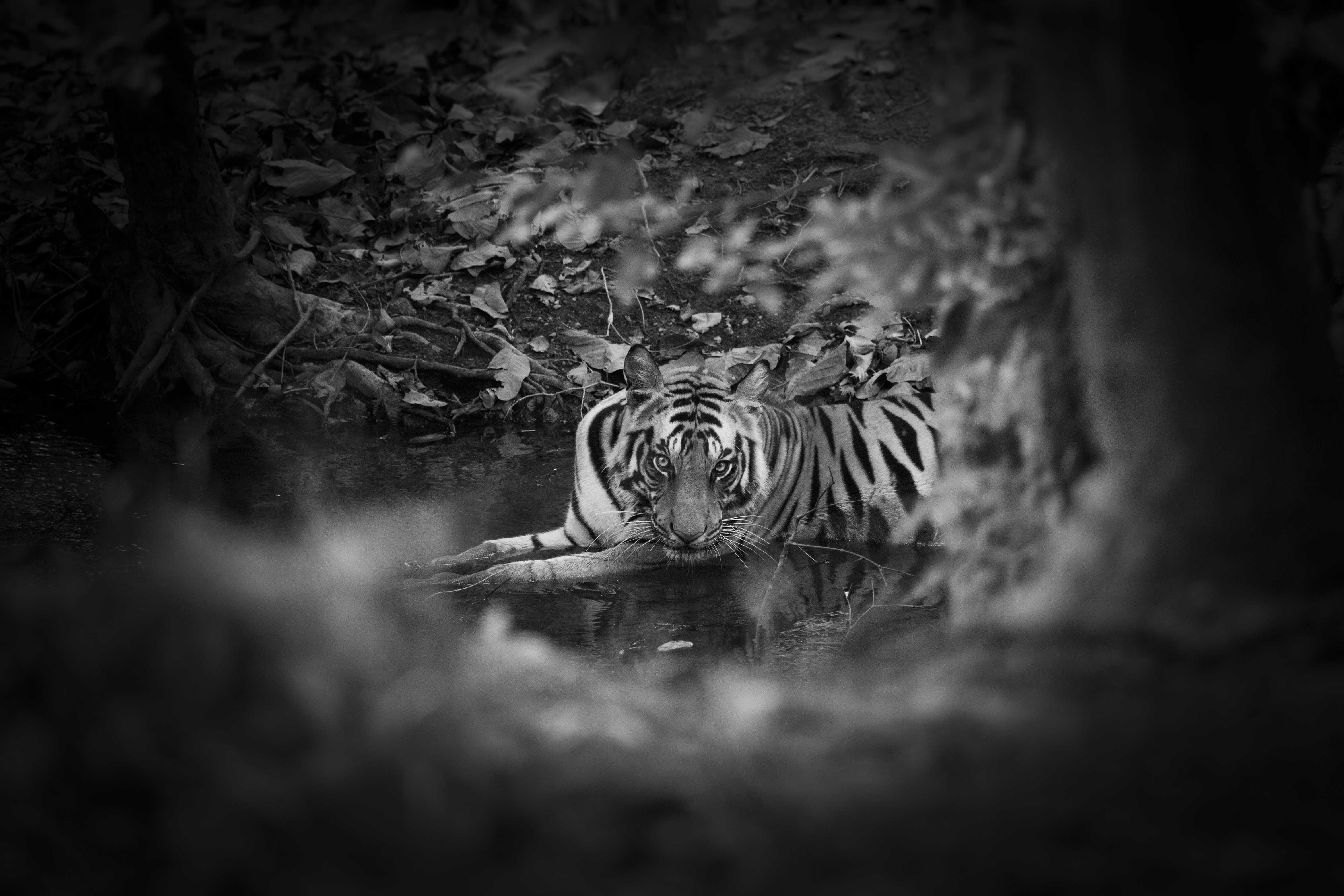 A tiger is next to a pond in the jungle. Photo: Bjorn Persson