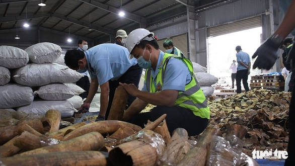 Customs officers are seen examining the ivory hidden in a shipment declared contain cashew nuts shipped from Nigeria to Vietnam’s Da Nang City. Photo: H.Q. / Tuoi Tre