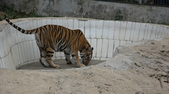 The magnificent tigers all thrive on good care and companionship provided by the center staff. Photo: Tam Le / Tuoi Tre