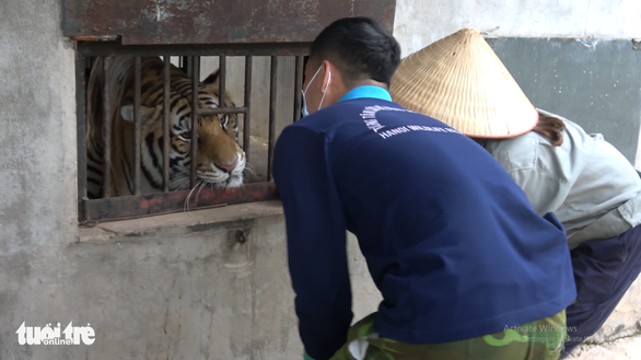 Meet the ‘nannies’ of Vietnam’s largest streak of tigers
