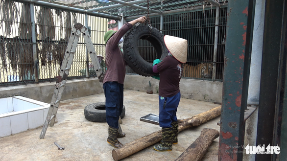 Two workers are replacing the worn-out tigers' toys, with their favorites including used car tires, logs or tree branches. Photo: Tam Le / Tuoi Tre