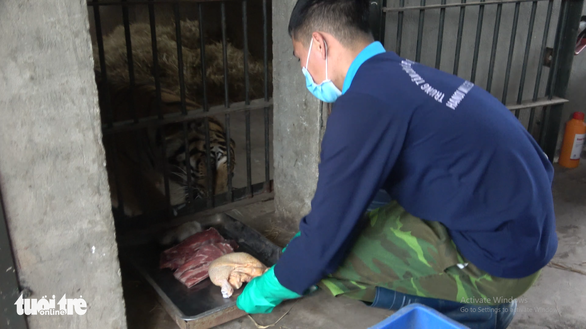 With great caution, a caregiver feeds a tiger with a lavish serving of chicken, beef and pig ribs. Photo: Tam Le / Tuoi Tre