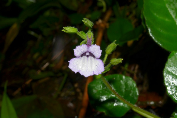 New plant species in central Vietnam gets confirmation