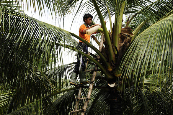 A worker climbs up to a coconut tree to extract syrup in a supplied photo