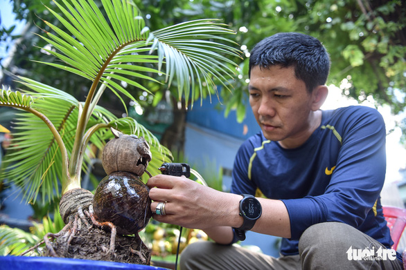 Art lovers shell out for tiger-shaped coconut bonsai as Lunar New Year nears in Vietnam