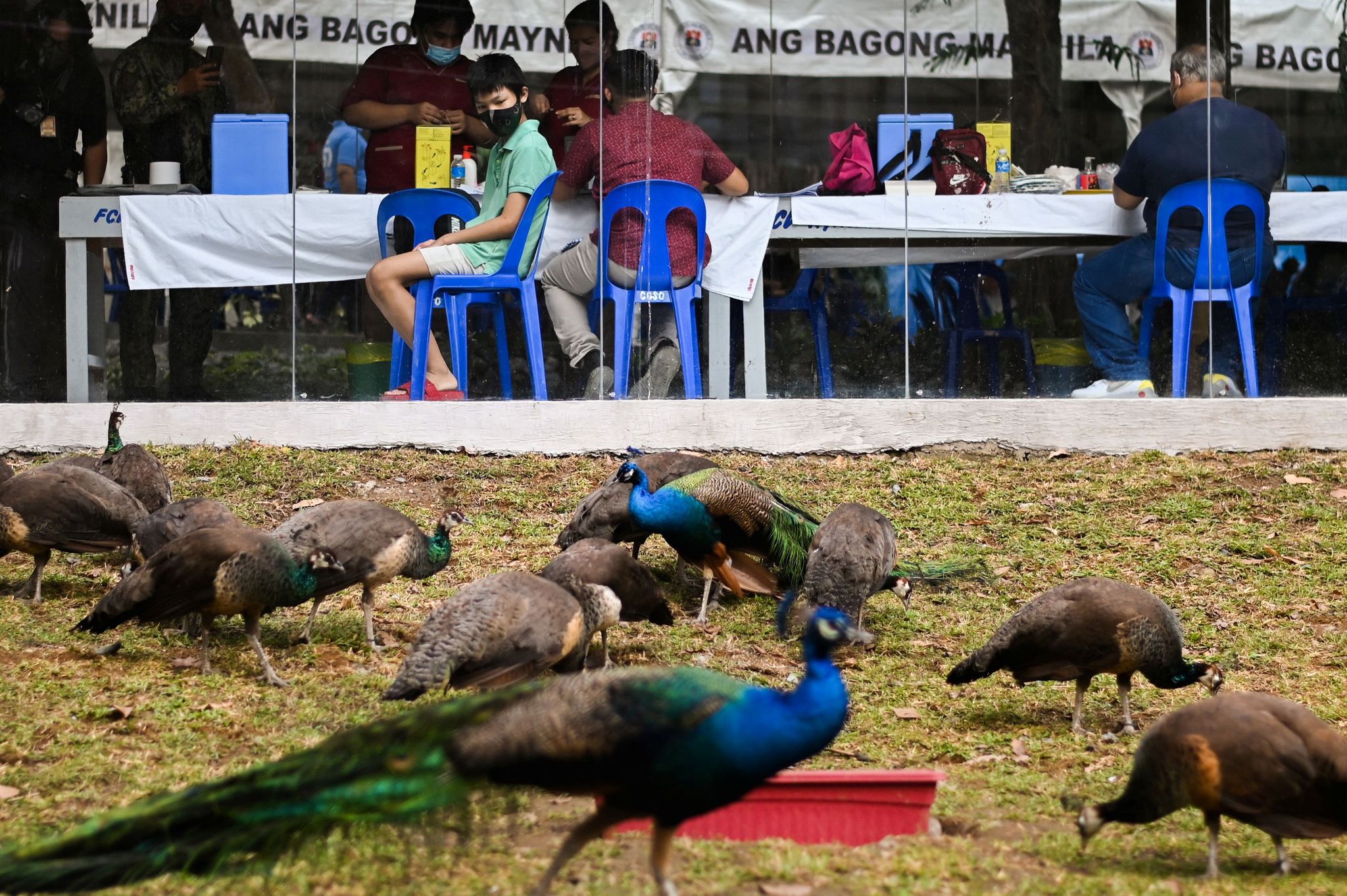 With eagles and elephants, Philippines lures public for 'zoo jabs'