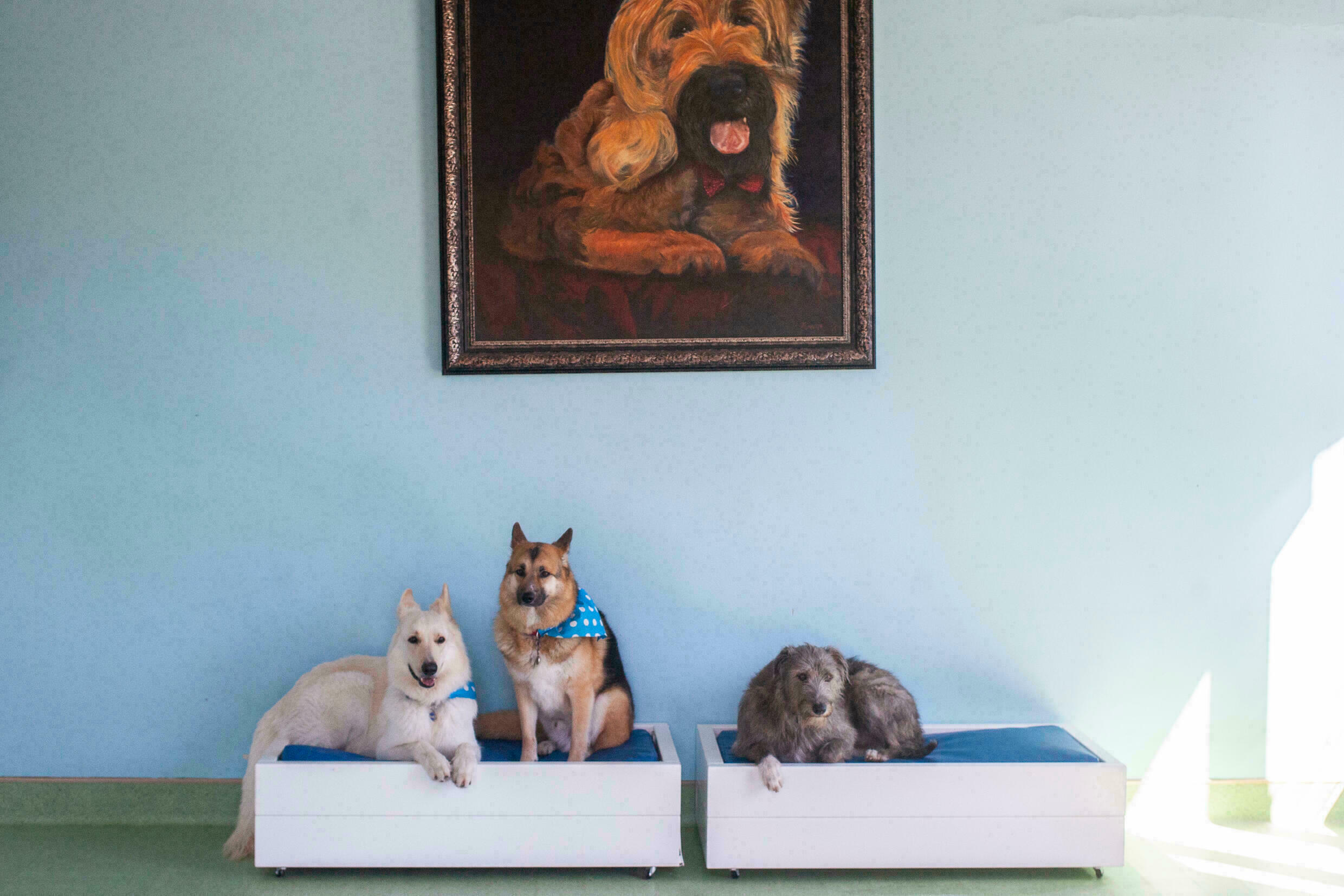 South Africa's luxury dog hotels give paws for thought