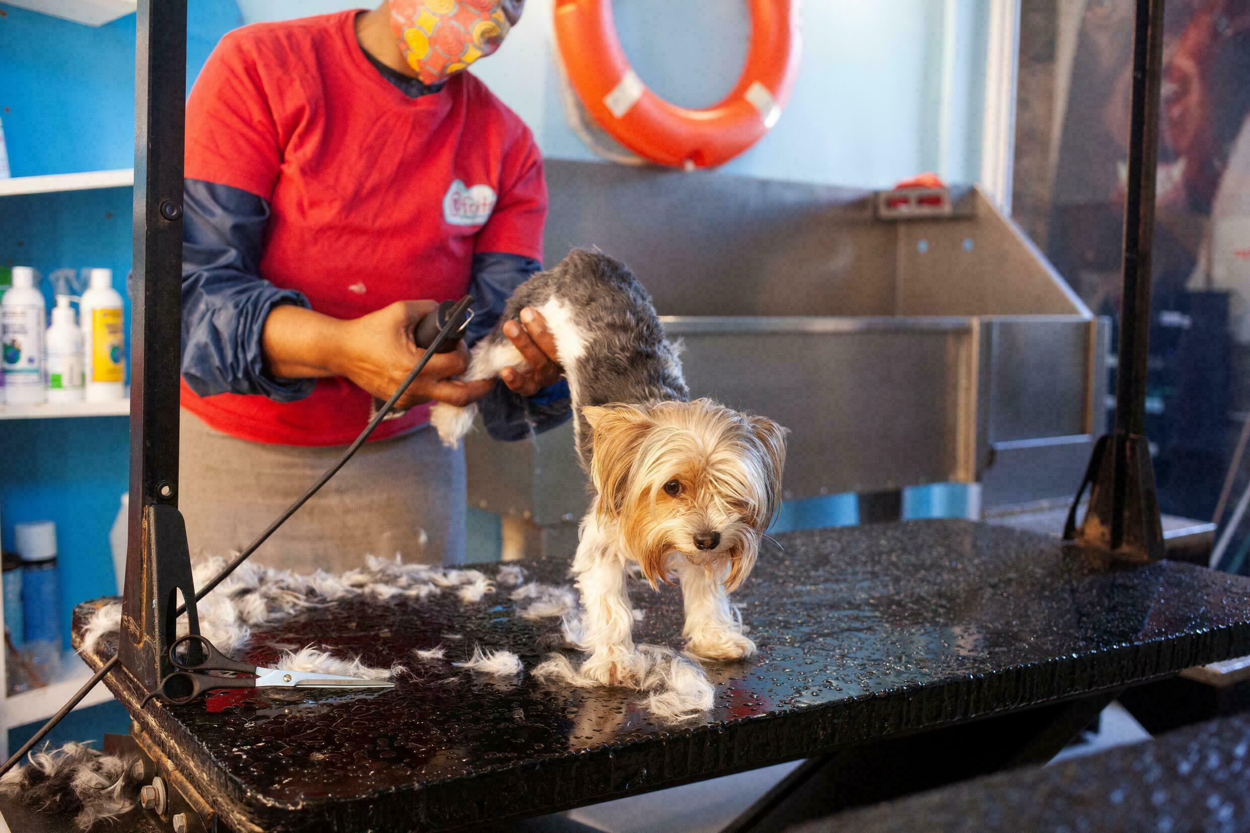 An employee shaves a dog in the grooming room at @Frits, a dog hotel, in Cape Town on December 14, 2021. Photo: AFP