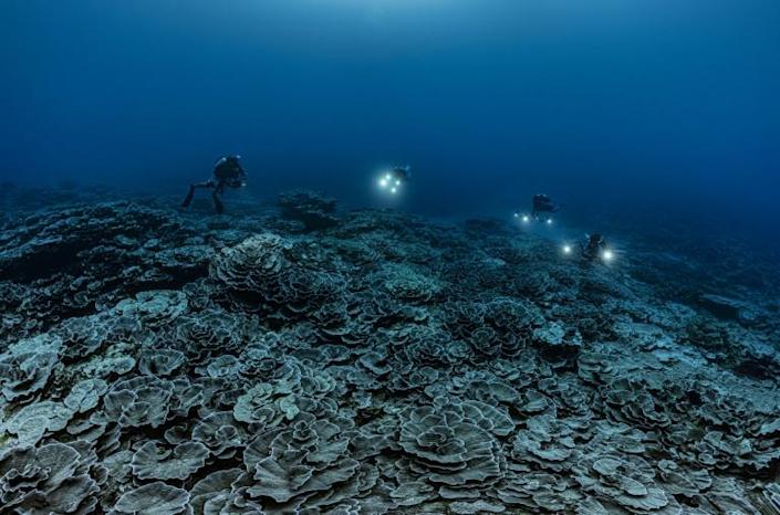 'Remarkable' giant coral reef found off Tahiti