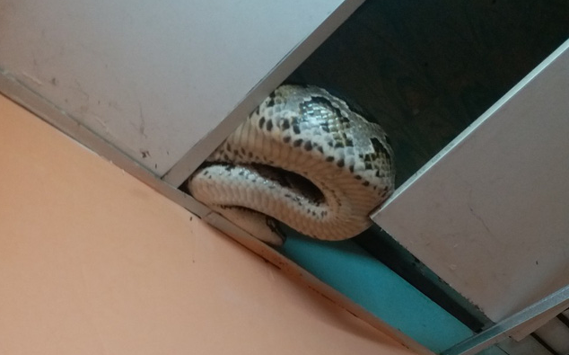 Officers remove 25kg python from house ceiling in Ho Chi Minh City