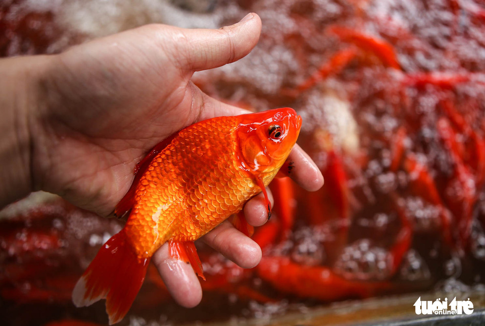 Carp prices fall amid low demand for coming ‘Kitchen Gods’ farewell ritual in Vietnam