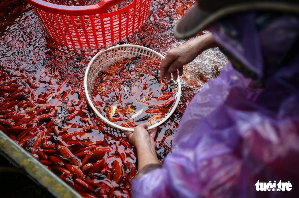 A trader of carp fish at the Yen So Market in Hanoi is seen in this photo.