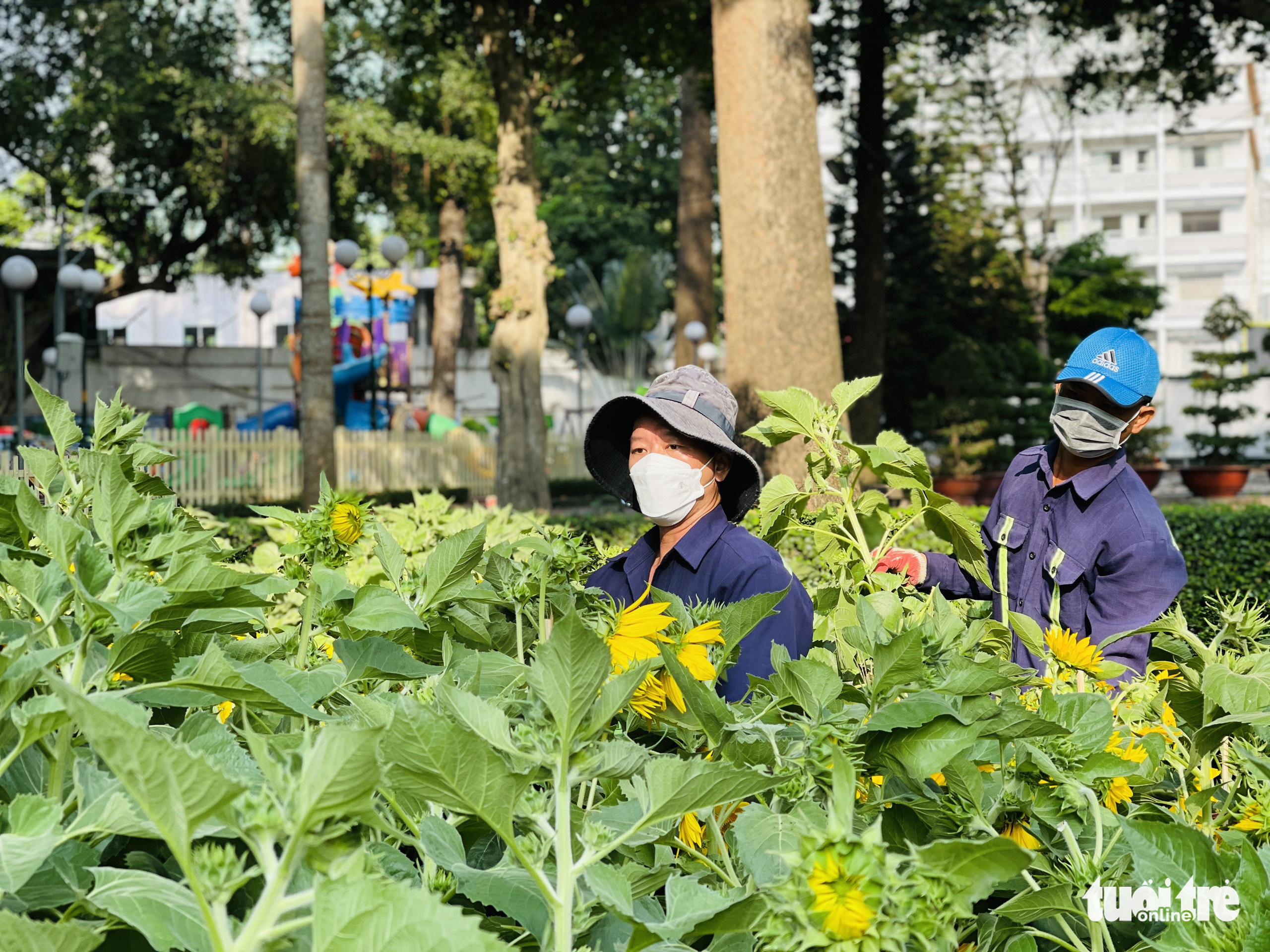 Employees of Ho Chi Minh City Greenery Parks Company add flower pots to an area inside the 2022 Tet Flower Festival at Tao Dan Park in Ho Chi Minh City, January 23, 2022. Photo: Le Phan / Tuoi Tre