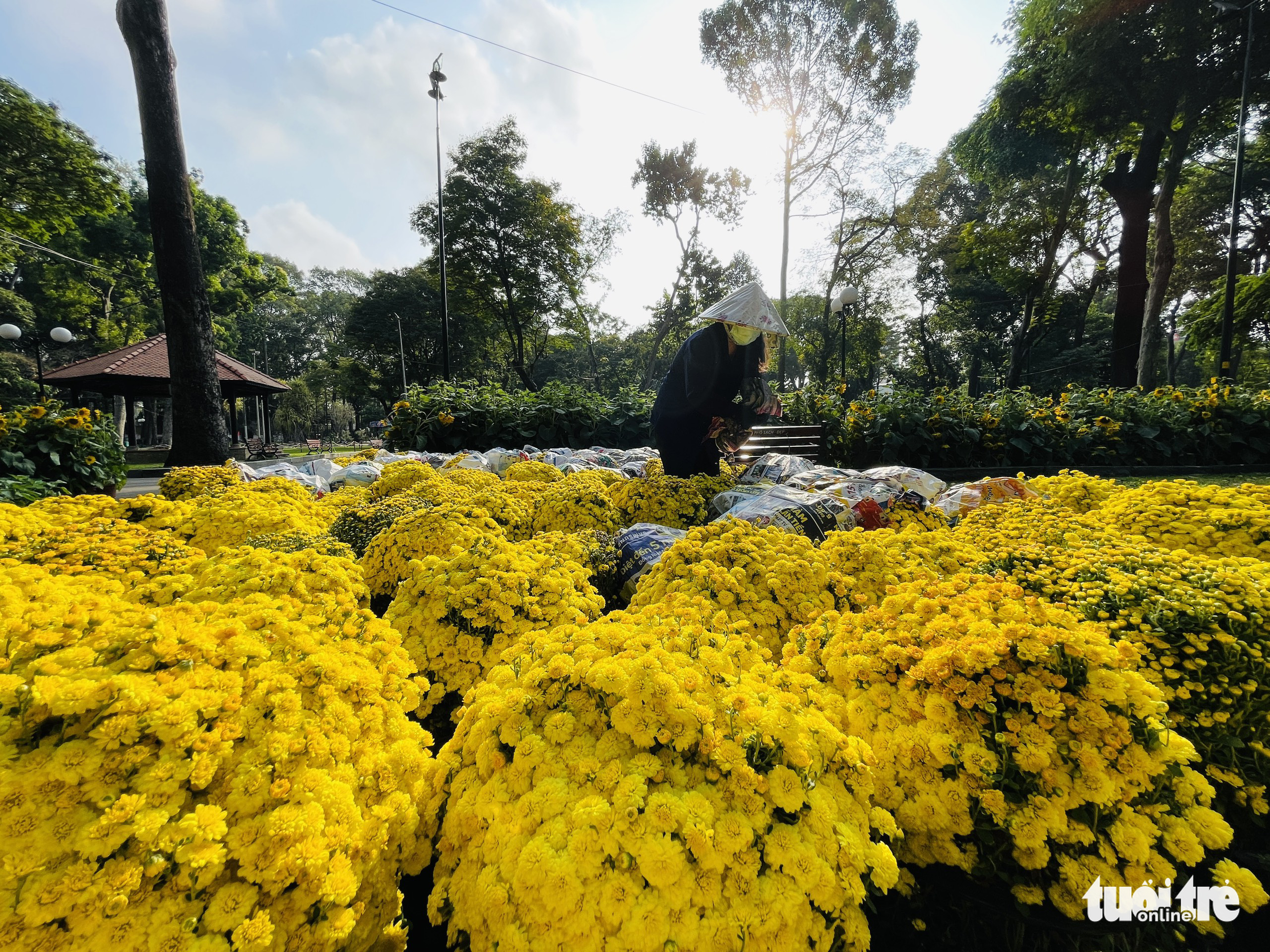Potted chrysanthemums are added to the 2022 Tet Flower Festival at Tao Dan Park in Ho Chi Minh City, January 23, 2022. Photo: Le Phan / Tuoi Tre