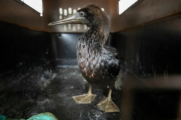 Peru races to save birds threatened by oil spill
