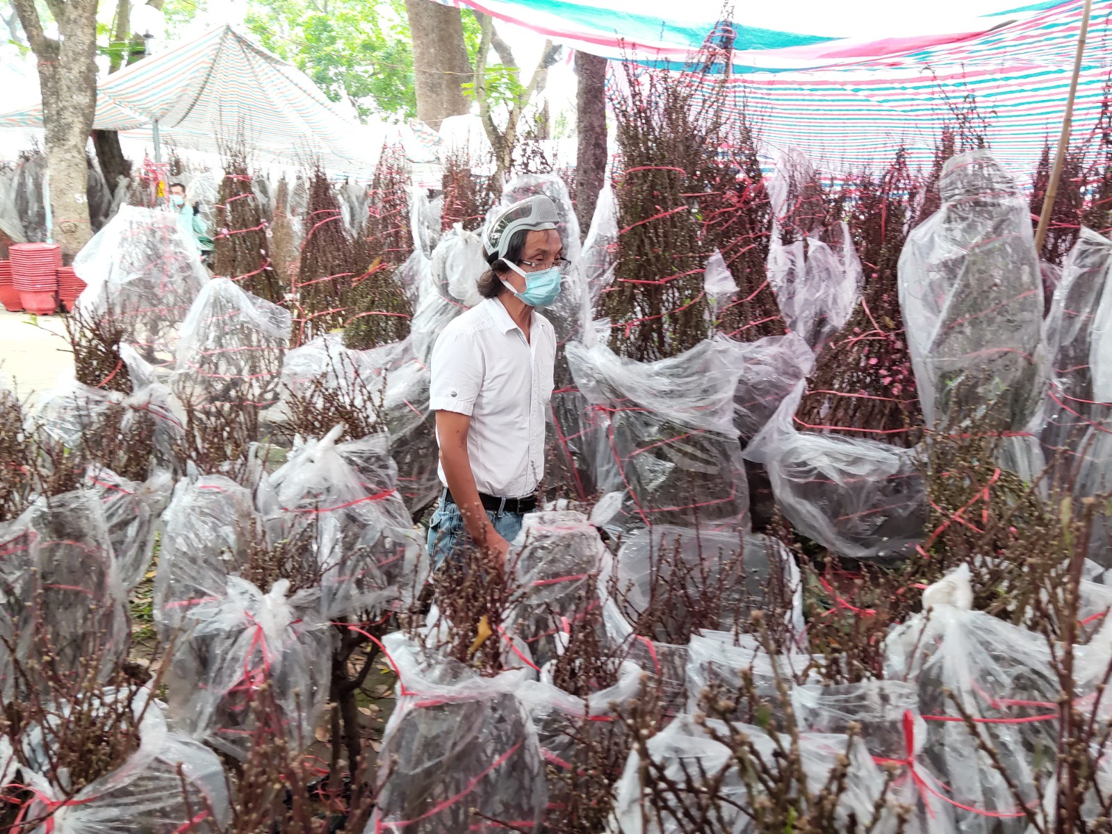 A man sells peach blossom trees at Gia Dinh Park in Go Vap District, Ho Chi Minh City. Photo: N.Tri / Tuoi Tre