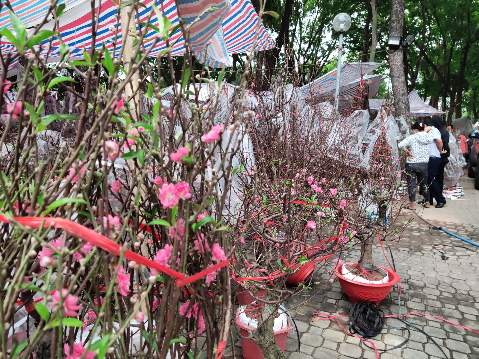 As Tet nears, peach blossoms, kumquat trees, potted chrysanthemums brighten Ho Chi Minh City