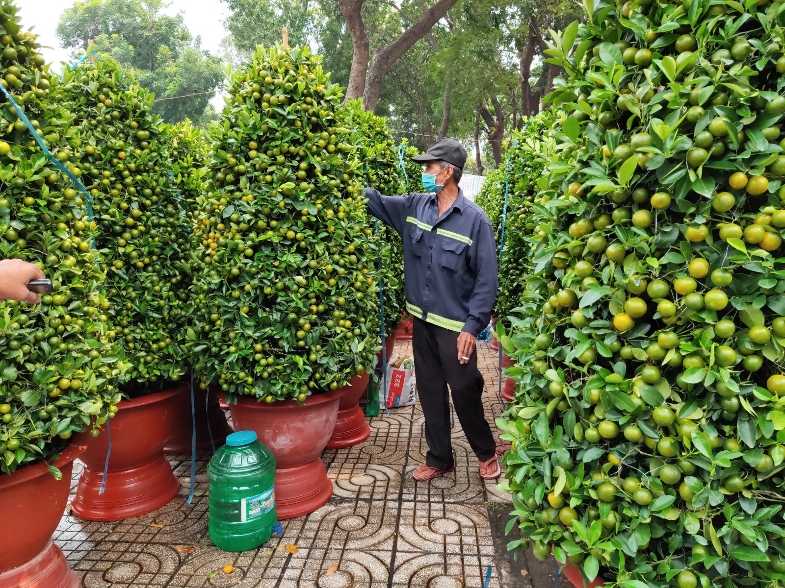 Kumquat trees are sold at Gia Dinh Park in Go Vap District, Ho Chi Minh City. Photo: N.Tri / Tuoi Tre