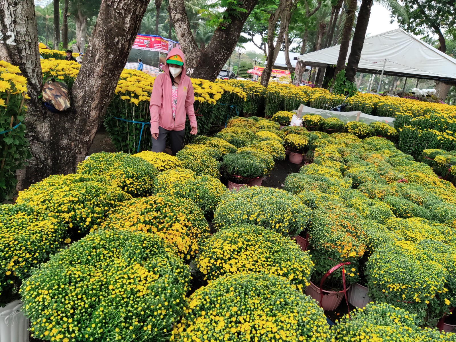 Potted chrysanthemums are for sale at a park in Ho Chi Minh City. Photo: Tuoi Tre