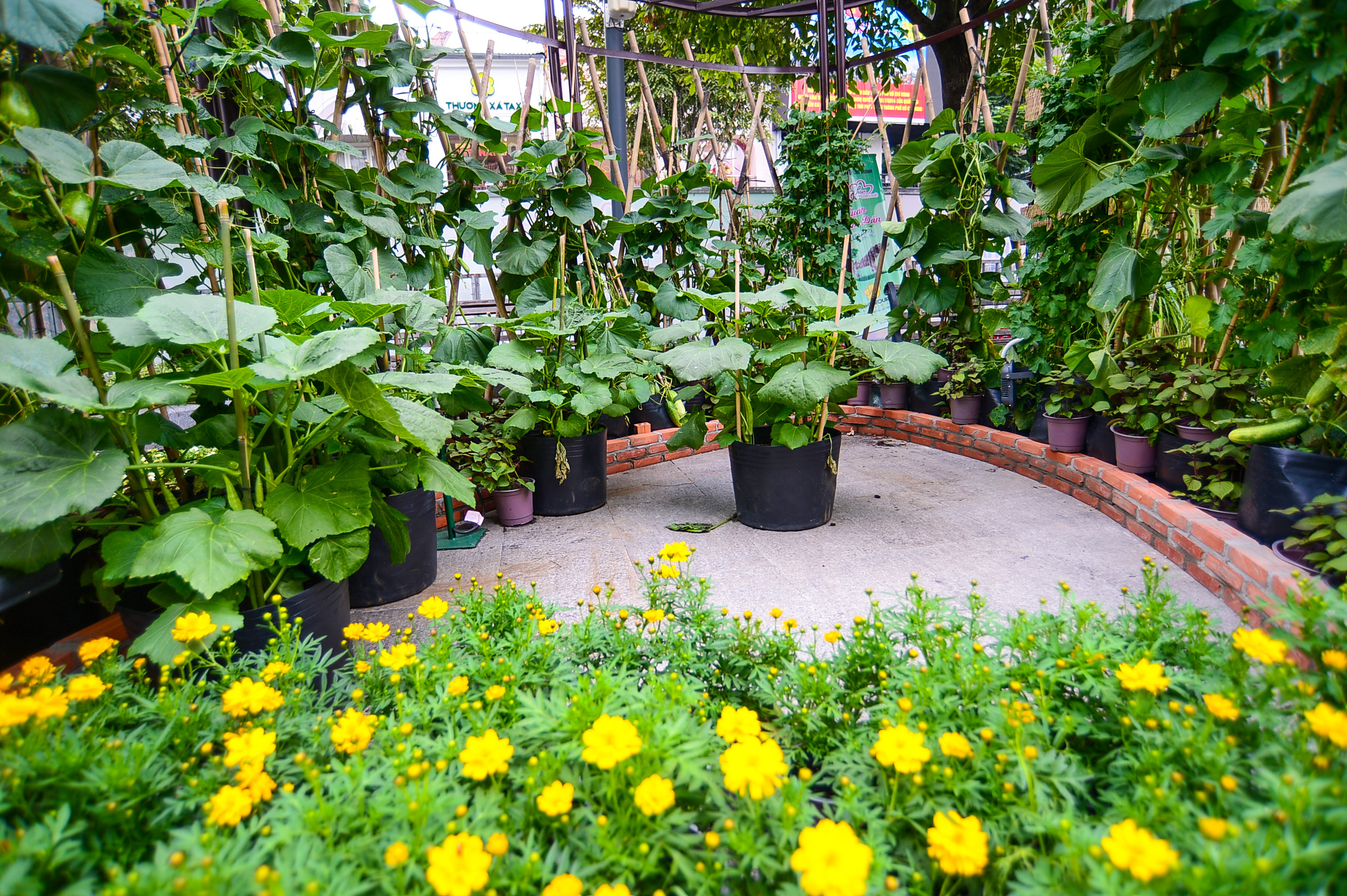 Gourd plants at Nguyen Hue Flower Street in Ho Chi Minh City, January 26, 2022. Photo: Quang Dinh / Tuoi Tre