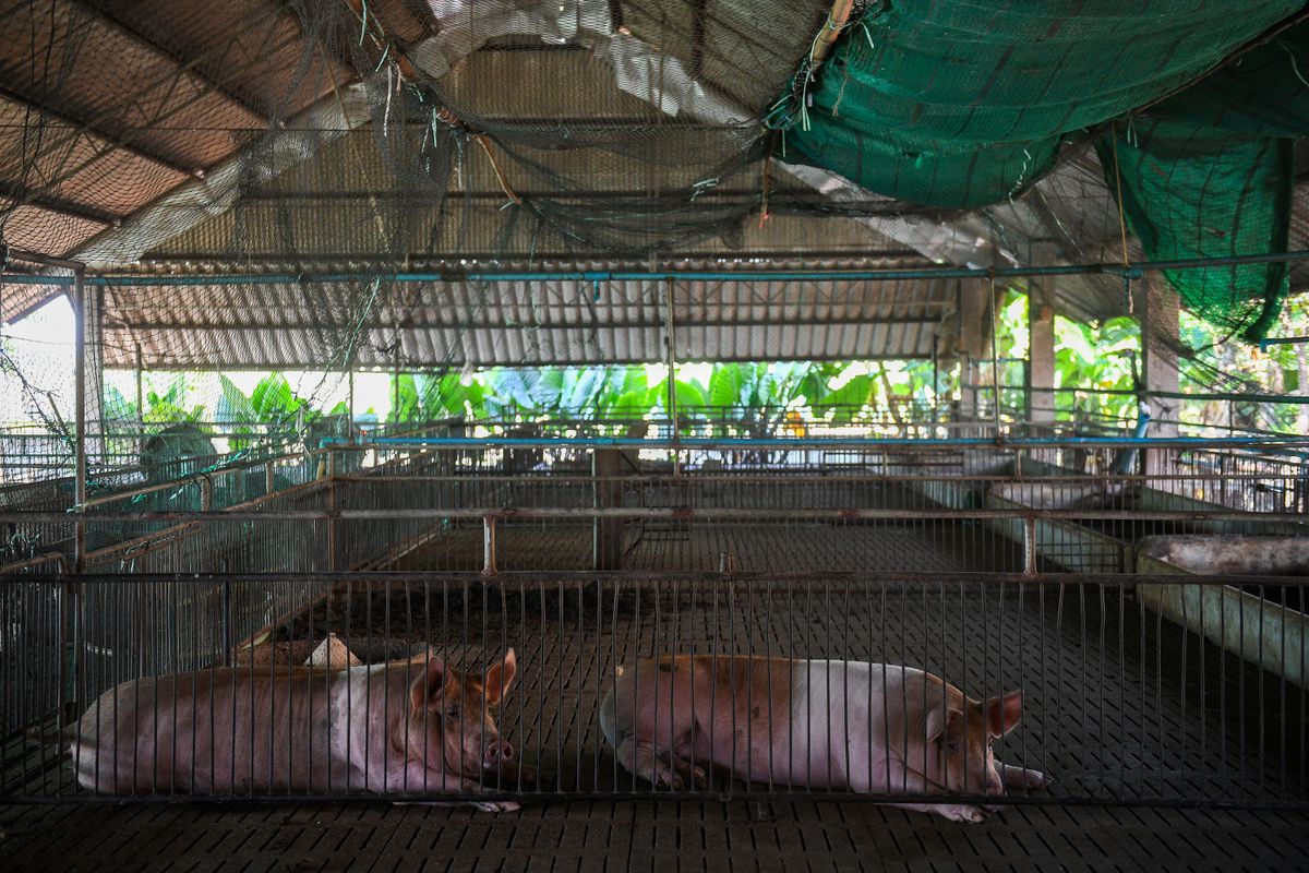Thai pig farmers angered by havoc from suspected African swine fever