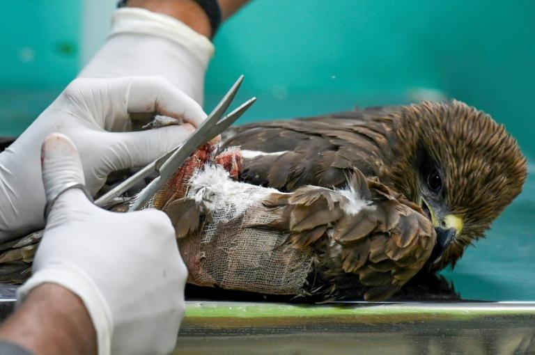 Successful treatment depends on how soon the injured birds are brought to Wildlife Rescue. Photo: AFP