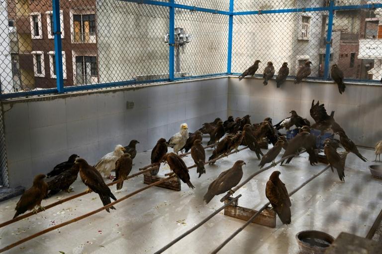 Among the birds at the Wildlife Rescue clinic are endangered Egyptian vultures, instantly recognisable by their bright yellow beaks and tousled cream crowns. Photo: AFP