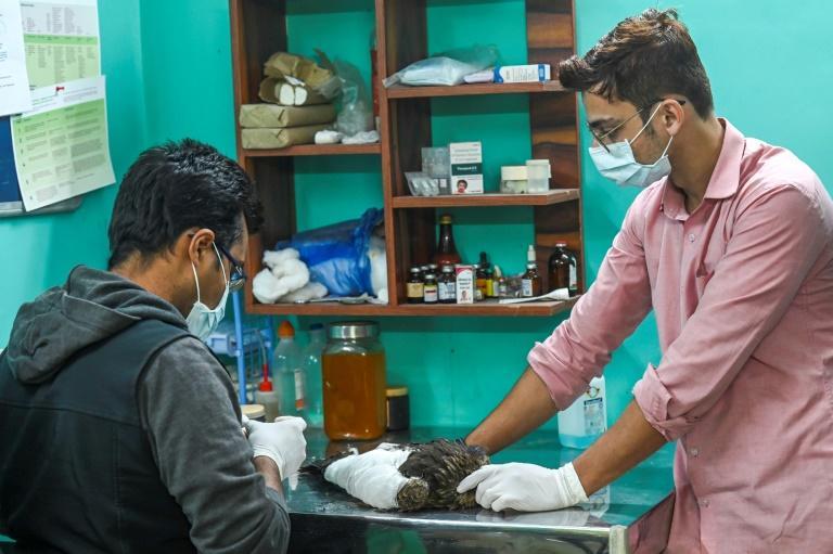 Mohammad Saud (left) and his assistant Salik Rehman treat a kite at the Wildlife Rescue clinic. Photo: AFP