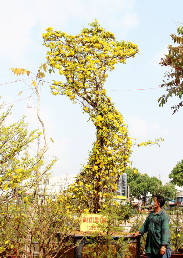 Nguyen Minh Tuan stands next to his yellow apricot tree on Hoang Van Thu Flower Street, Can Tho City, Vietnam. Photo: C.Cong / Tuoi Tre