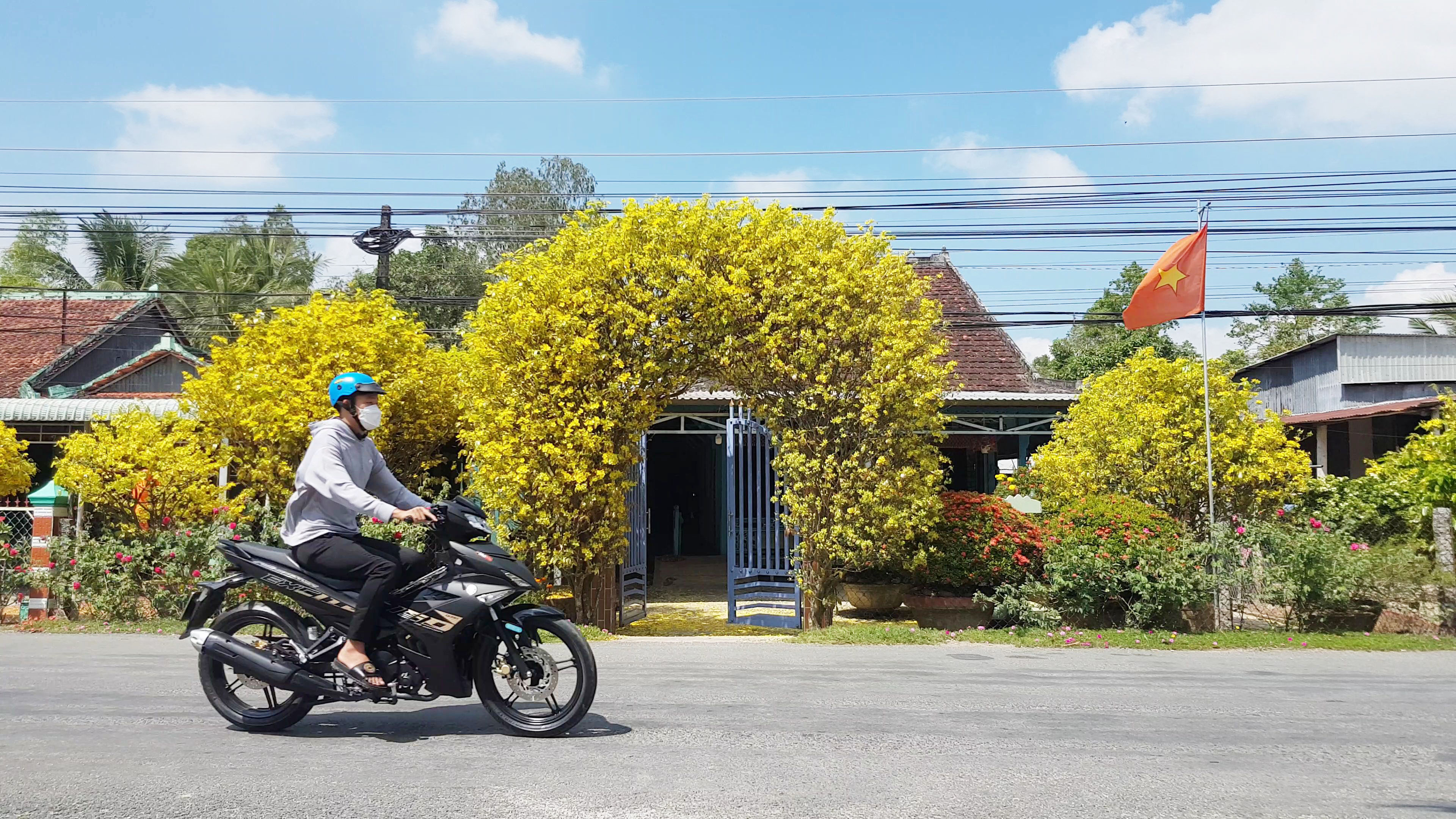 Yellow apricot blossom trees form stunning yard gate in southern Vietnam