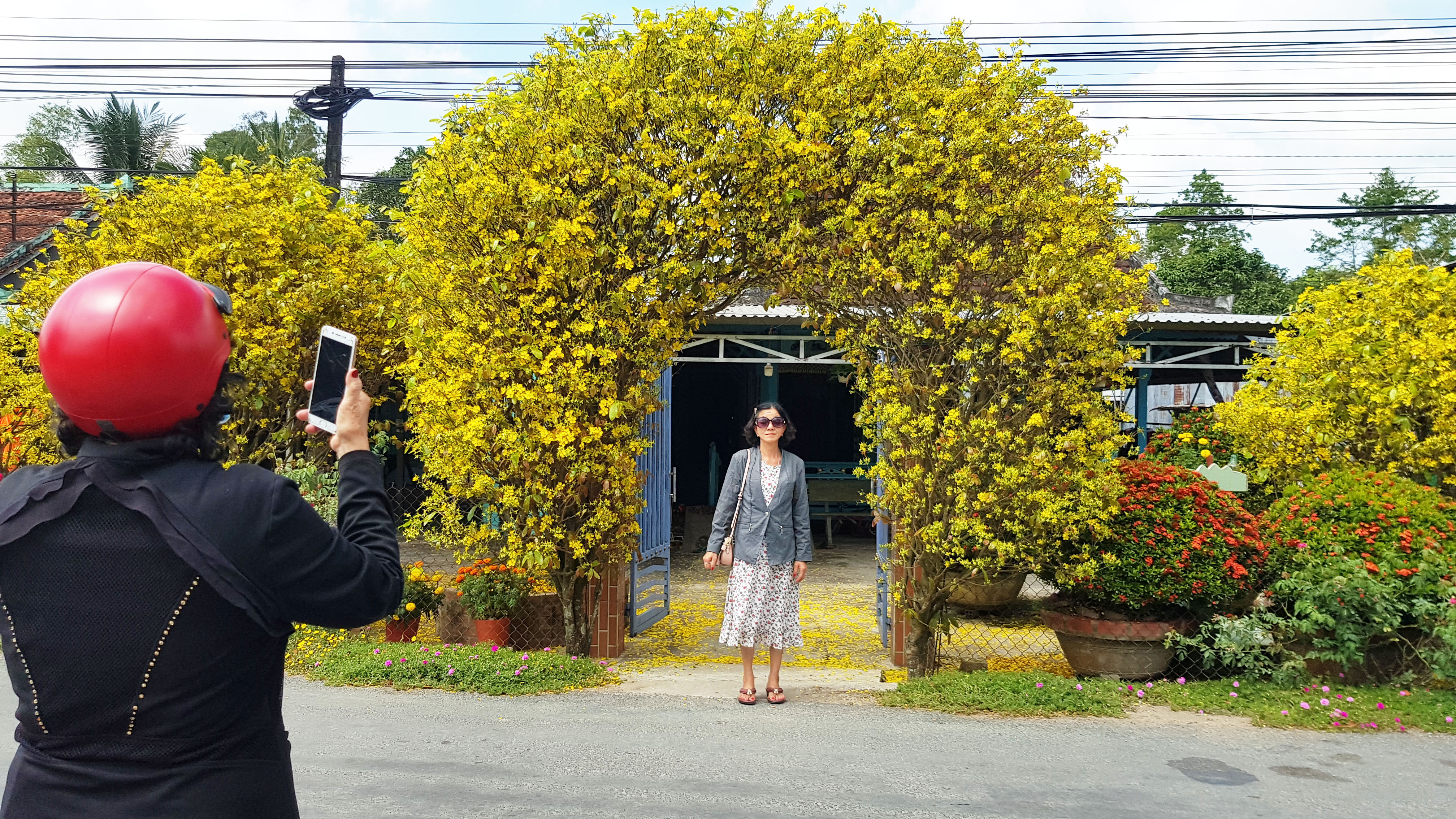 People take pictures with a four-meter-high gate grown from two yellow apricot blossom trees in the Mekong Delta province of An Giang’s Thoai Son District on February 3, 2022. Photo: Ngoc Khai / Tuoi Tre