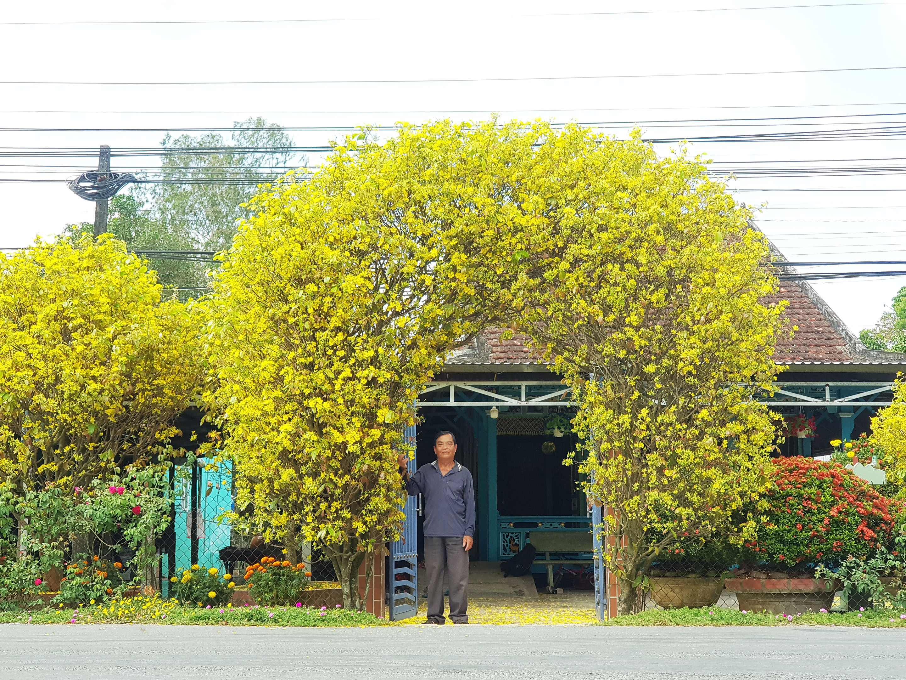 Vo Van Banh poses for a photo with his four-meter-high gate grown from two yellow apricot blossom trees in the Mekong Delta province of An Giang’s Thoai Son District on February 3, 2022. Photo: Ngoc Khai / Tuoi Tre
