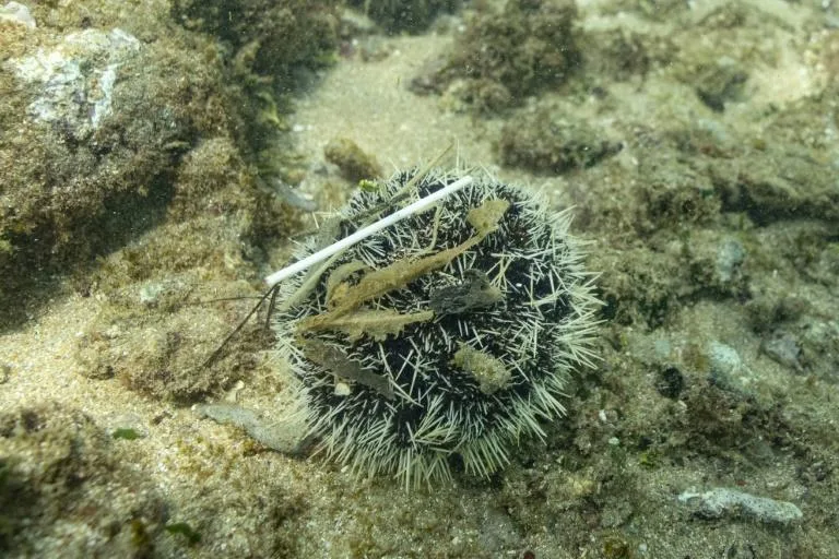 WWF said the pollution affects creatures across the marine food web, like this sea urchin. Photo: AFP