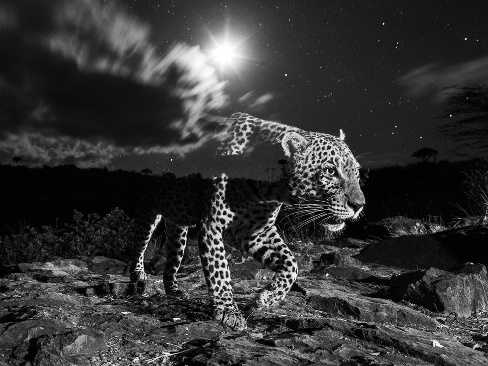 One photo from the Travel Photographer of the Year 2021 ‘Living World’ portfolio winner Will Burrard-Lucas’ images of leopards in Laikipia County, Kenya. Photo: Supplied